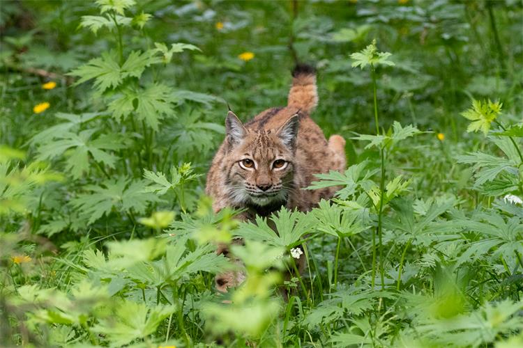 Slika /slike/Vijesti/2022/ris Karlo1 - Vedran Slijepcevic.jpg